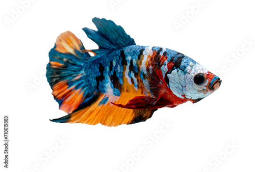 Fotografía Colorful with main color of blue, red, yellow and white betta fish, Siamese fighting fish swim to right was isolated on white background