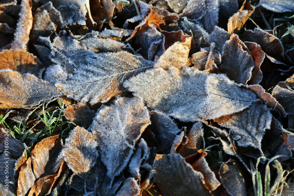 Closeup of Beech leaves covered in frost, Derbyshire England
Closeup of Beech leaves covered in frost, Derbyshire England
