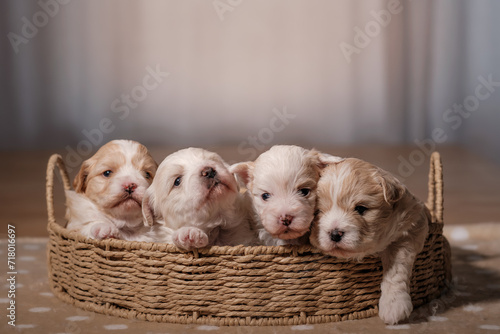 puppy Welpen puppies photo