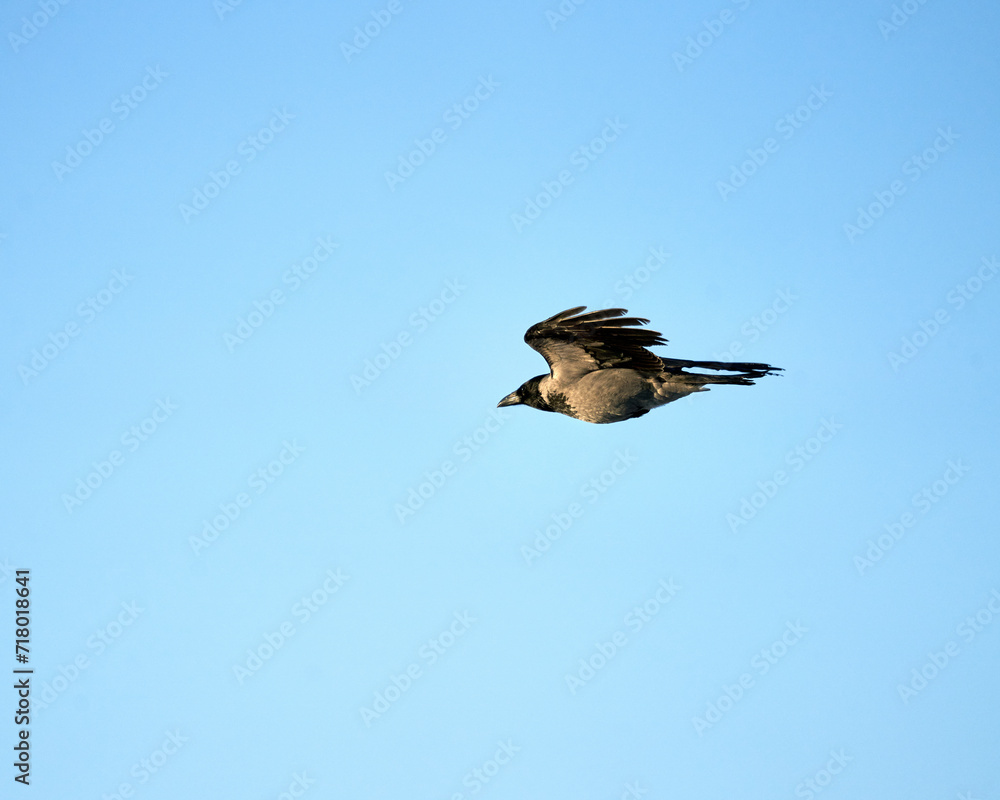 Fototapeta premium The hooded crow is flying alone over the blue, cloudless sky, wings stretched