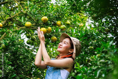 asian woman travel tourist happily picking fresh oranges in the orchard during the harvest.