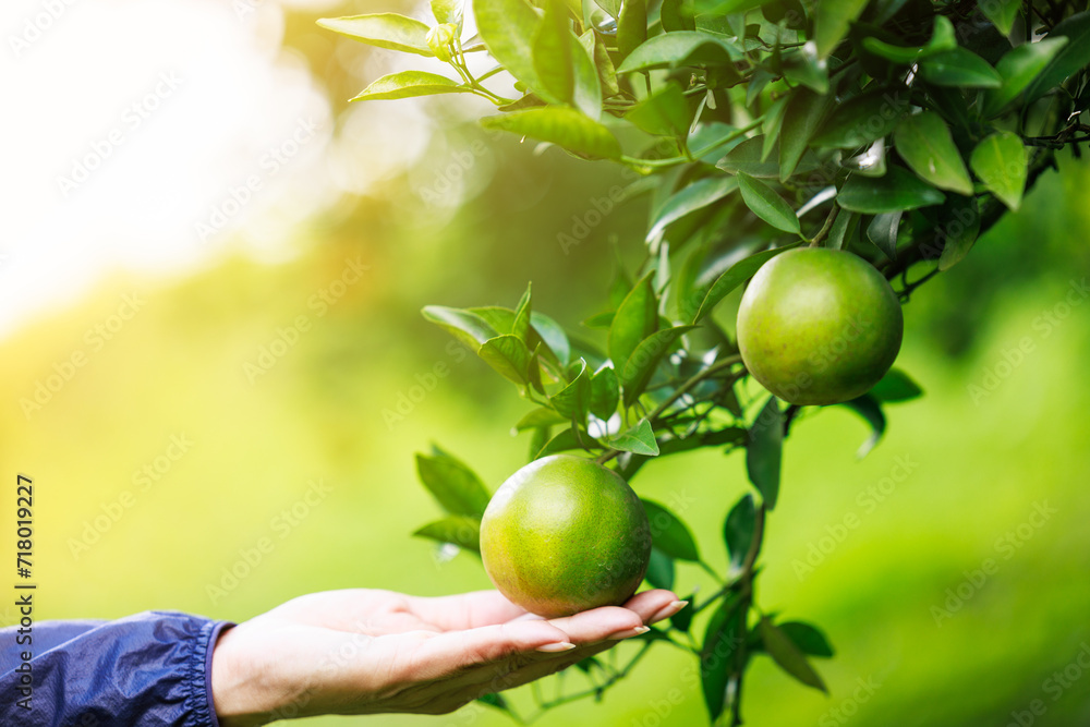 gardener hand holding checking quality of orange in the oranges field garden. gardener hand holding checking quality of orange in the oranges field garden.