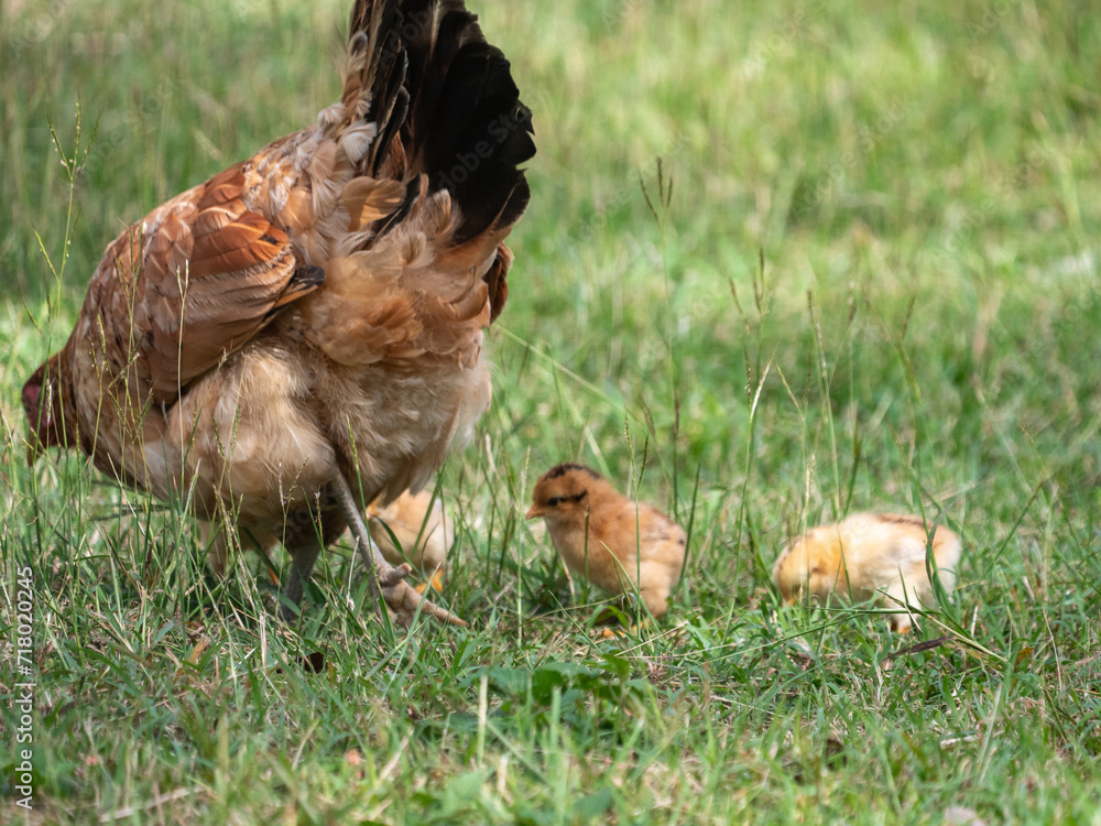 Fototapeta premium A chicken hen tending to her chicks