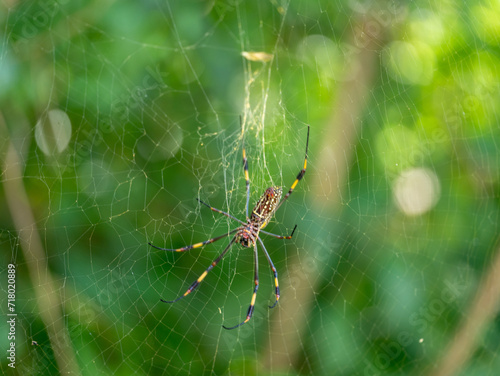 Golden Silk Spider Trichonephila clavipes photo