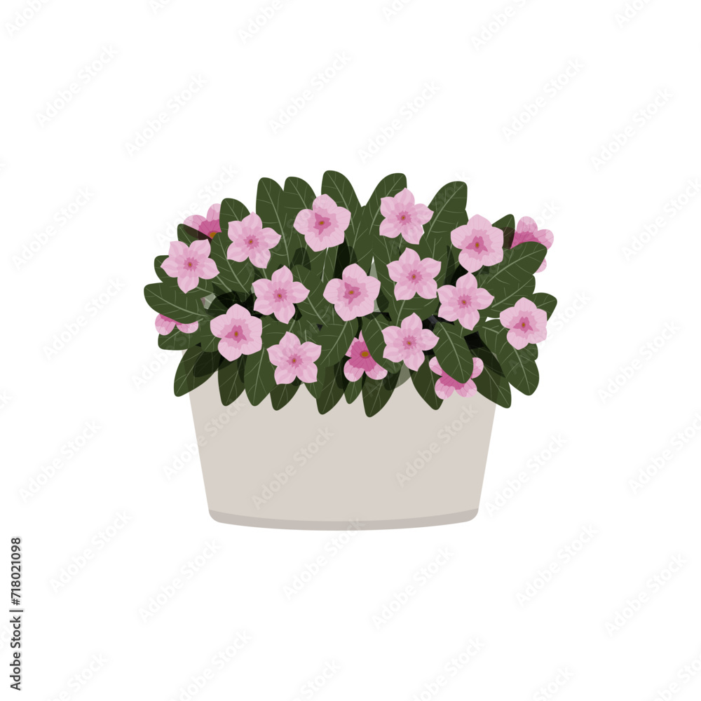 pink cataranthus in a pot vector