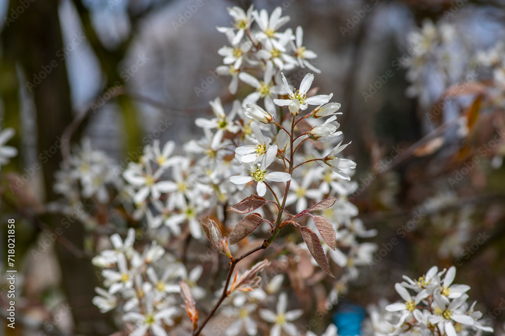 Amelanchier lamarckii deciduous flowering shrub, group of snowy white petal flowers on branches in bloom Amelanchier lamarckii deciduous flowering shrub, group of snowy white petal flowers on branches in bloom