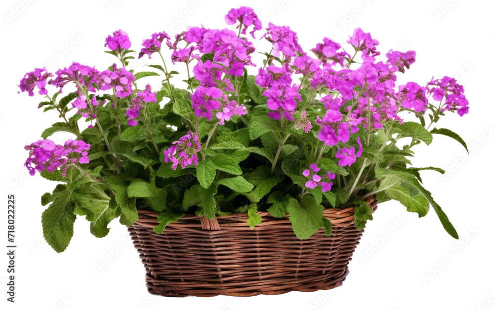 Basket of Verbena isolated on transparent Background