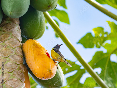 bananaquit (Coereba flaveola) eating a papaya in Guadeloupe photo