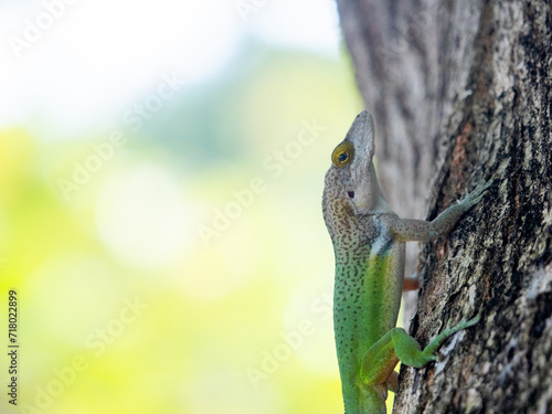 Barbuda Bank Tree Anole (Anolis leachii} on a tree trunk in Antigua