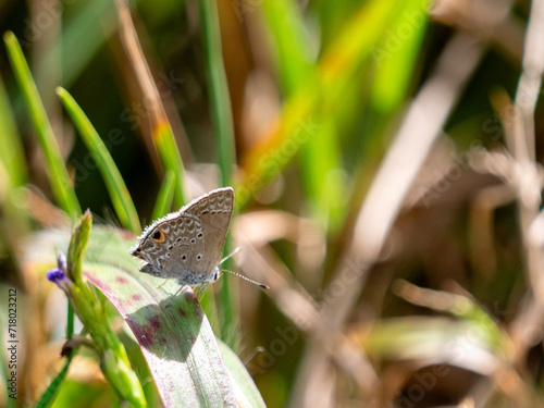 Cramer’s Scrub-Hairstreak Strymon bubastus on the island of antigua