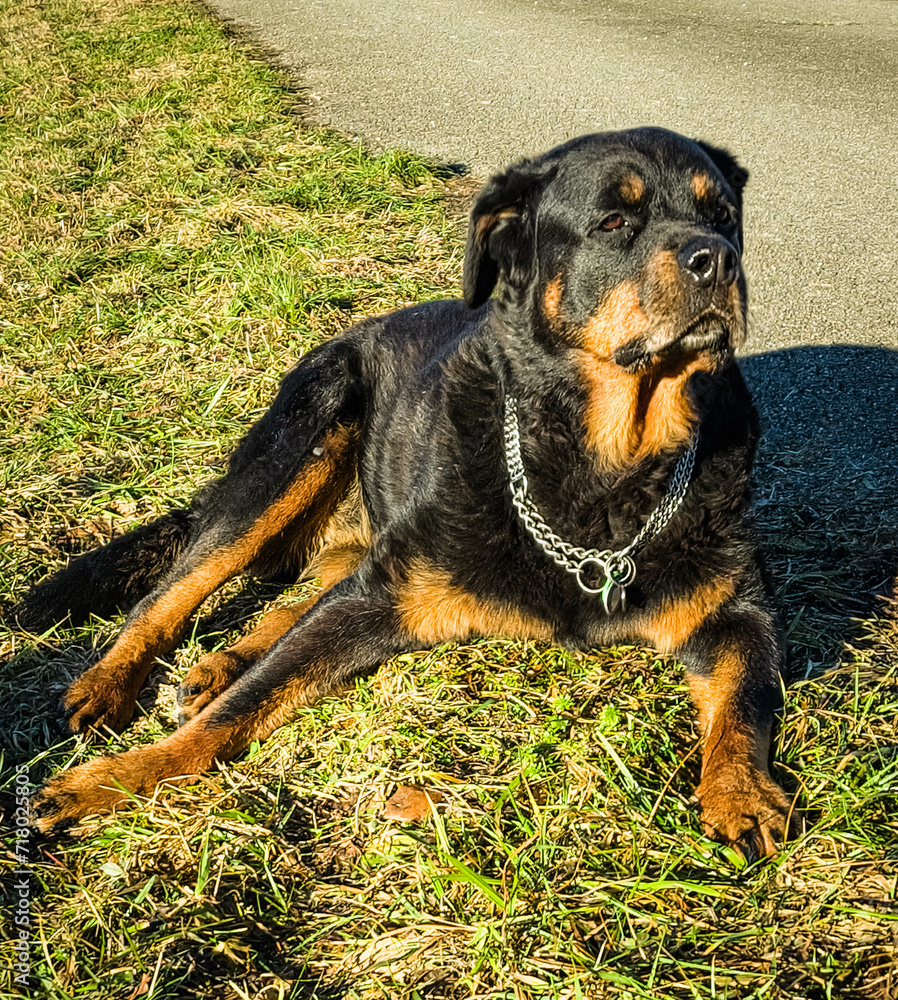 Rottweiler genießt die Sonne