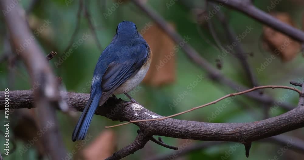 Seen within bare branches looking to the left and the right, Indochinese Blue Flycatcher Cyornis sumatrensis, Thailand Seen within bare branches looking to the left and the right, Indochinese Blue Flycatcher Cyornis sumatrensis, Thailand