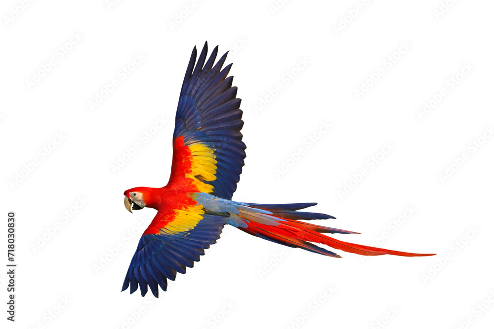 Fototapeta premium Colorful flying Scarlet Macaw parrot isolated on transparent background png file