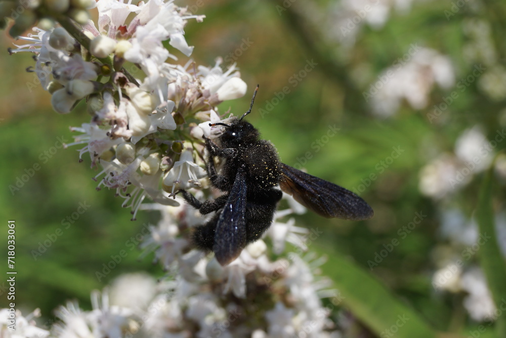 A black carpenter bee on the blossoms of the chaste tree in a monastery garden. A black carpenter bee on the blossoms of the chaste tree in a monastery garden.