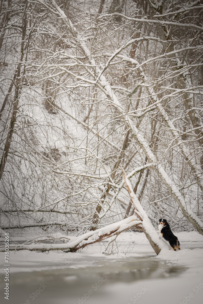 Tricolor aussie dog in the winter forest