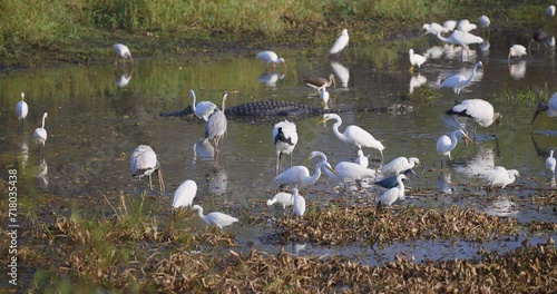 Egrets and wood storksforaging in shallow wetland with alligator laying in distance photo