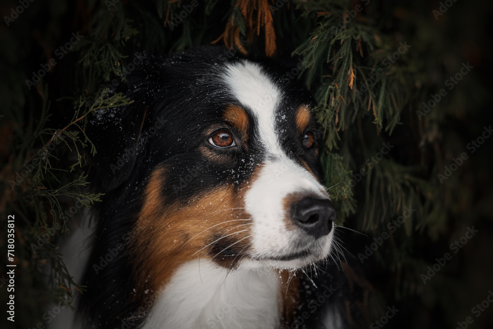 Close-up portrait of tricolor aussie dog