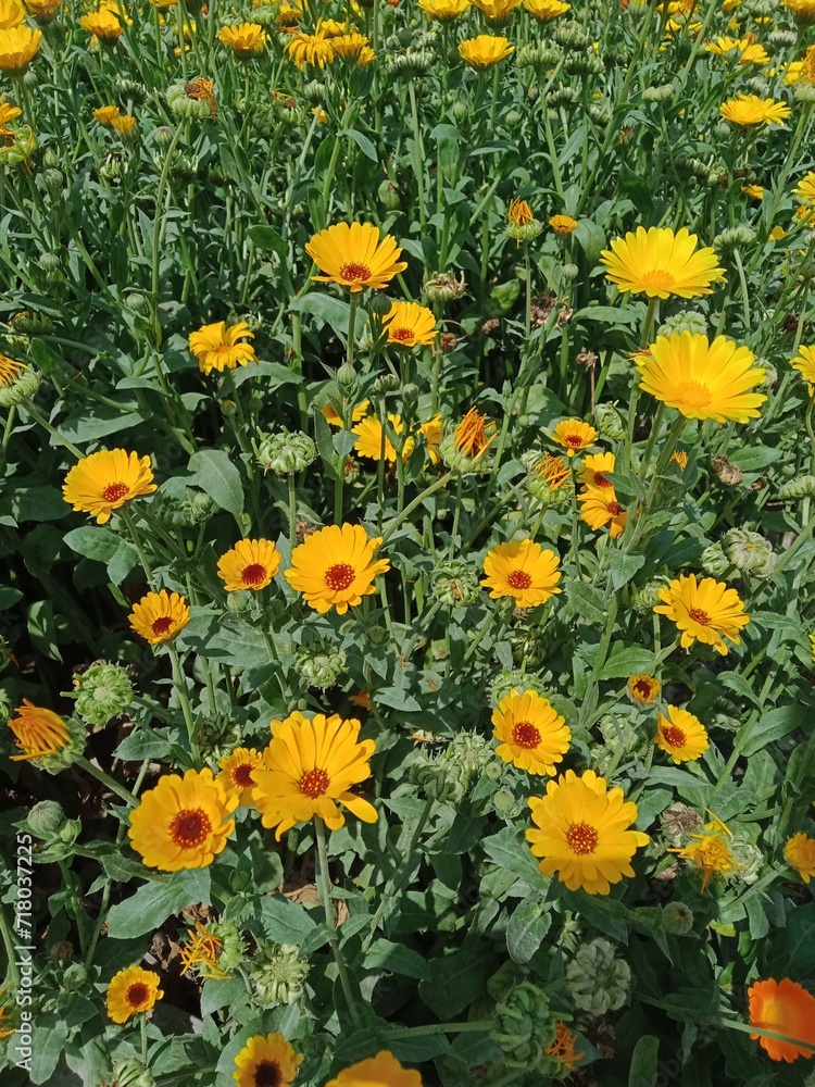 yellow flowers in the garden yellow flowers in the garden