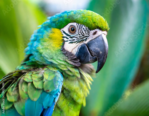 Colorful Parrot Portrait in Lush Green Rainforest