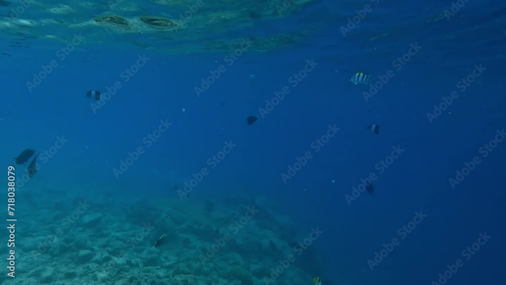 Close encounter with large Blacktip Reef Shark whilst snorkeling through school of Indo-Pacific sergeants in Maldives, Malahini Kuda Bandos Close encounter with large Blacktip Reef Shark whilst snorkeling through school of Indo-Pacific sergeants in Maldives, Malahini Kuda Bandos