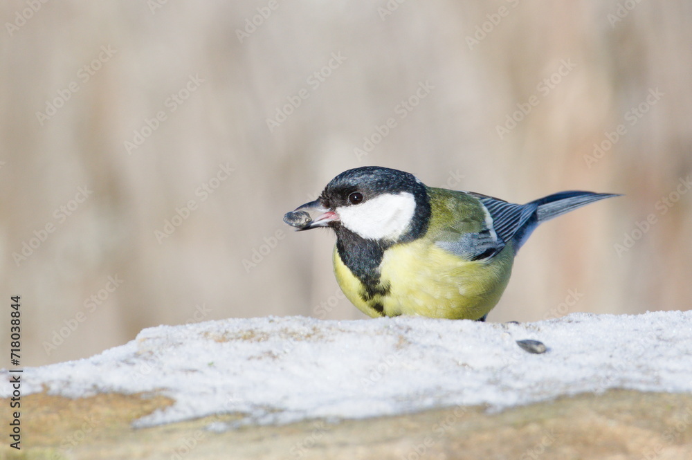 Naklejka premium Parus major aka great tit is searching for food. Seed in her beak. Common bird in Czech republic nature. Winter bird feeding. 