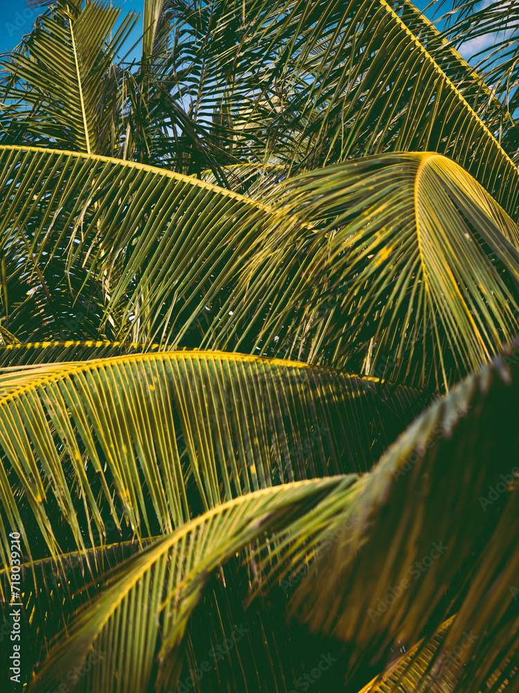 Naklejka premium palm tree leaves