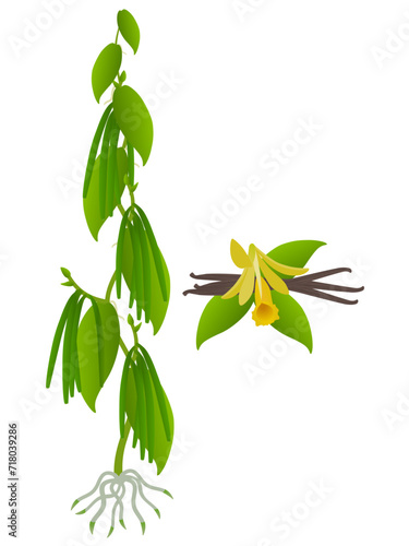 Vanilla planifolia plant with pods and flower on a white background.
