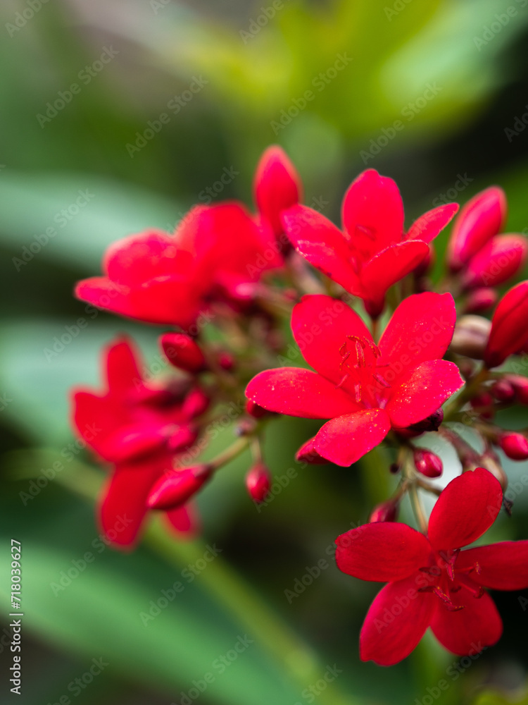 red and white flower red and white flower