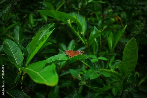 Butterfly surrounded by green leaves