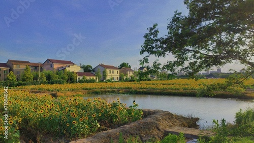 Wallpaper Mural Serene pond adorned with vibrant sunflowers. Torontodigital.ca