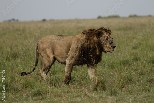 Lion in tall grass gazes towards the side.