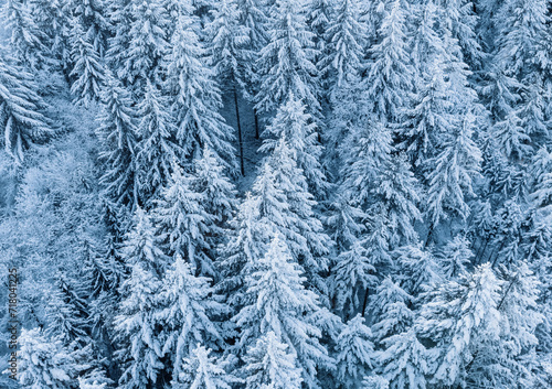 Aerial view of fresh snow covered forest