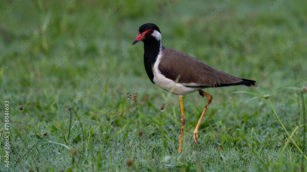 Wild bird standing gracefully on a lush green grassy field, adding a touch of natural beauty Wild bird standing gracefully on a lush green grassy field, adding a touch of natural beauty