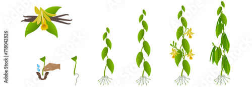 Cycle of growth of vanilla planifolia plant on a white background.