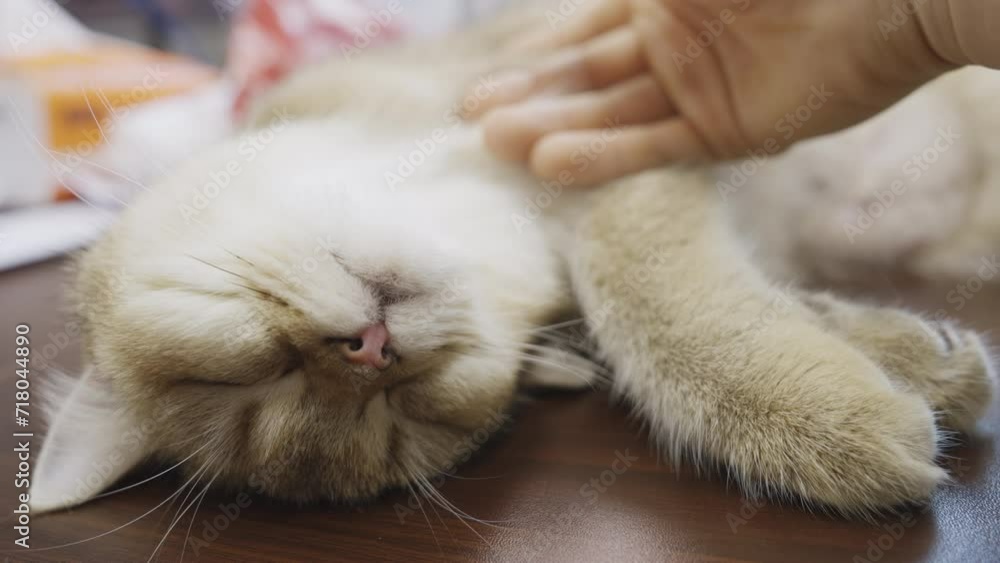 Hand gently strokes kitten lying on back, shallow depth of field Hand gently strokes kitten lying on back, shallow depth of field