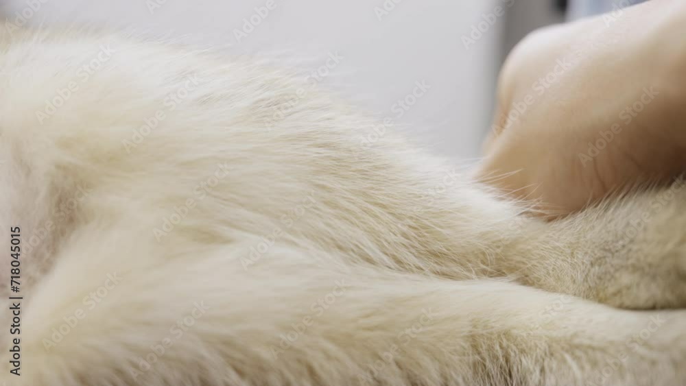 Closeup of hand stroking petting cat or dog fur coat gently and softly Closeup of hand stroking petting cat or dog fur coat gently and softly