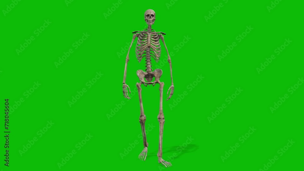 A skeleton 3D character walking on green screen seamless loop 3D animation, front view animated loop. A skeleton 3D character walking on green screen seamless loop 3D animation, front view animated loop.