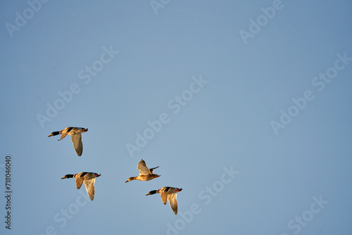 A group of mallard ducks are flying across the blue, cloudless sky during the winter in Norway