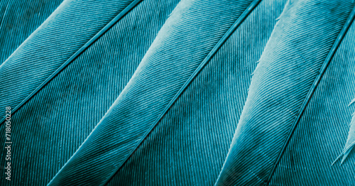 Photography blue feather pigeon macro photo. texture or background