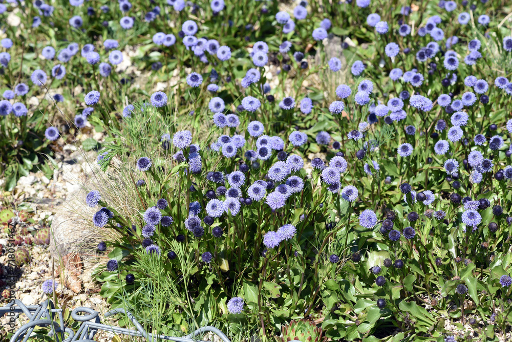 Fototapeta premium Ball flower, Globularia meriodonalis