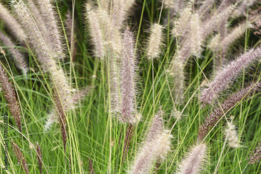 Pennisetum, Afrikanisches Pennisetum, Afrikanisches