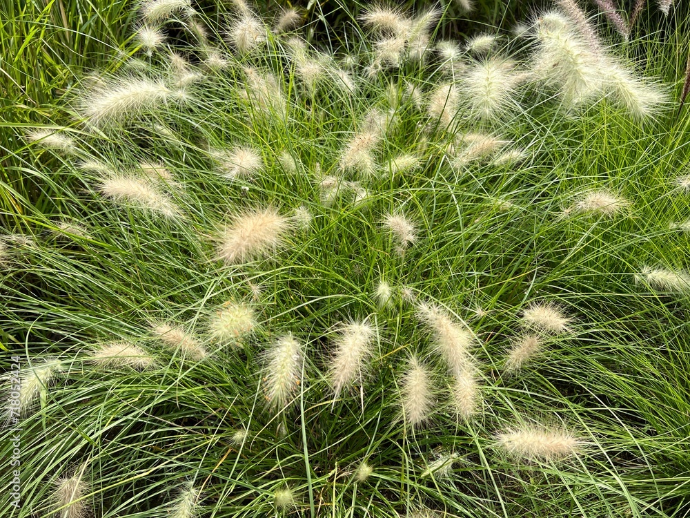 Pennisetum, white, cenchrus longisetus Pennisetum, white, cenchrus longisetus