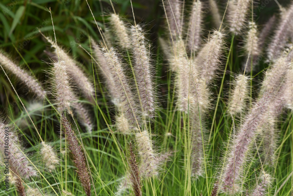 Pennisetum, Afrikanisches Pennisetum, Afrikanisches
