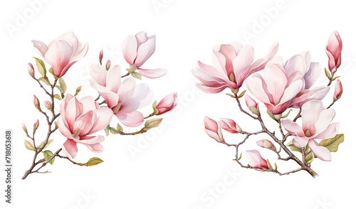 Watercolor spring blooming magnolia tree branches clipart, isolated illustration on white background