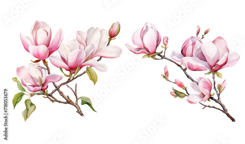 Watercolor spring blooming magnolia tree branches clipart  isolated illustration on white background