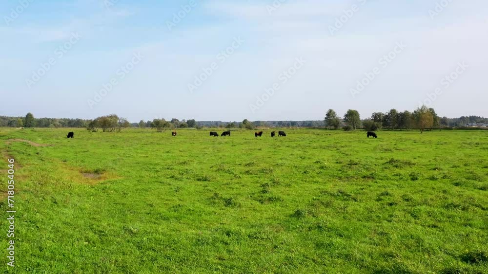 Wild bison herd leisurely walking across meadows near a riverside, accompanied by trees and clouds. Wild bison herd leisurely walking across meadows near a riverside, accompanied by trees and clouds.
