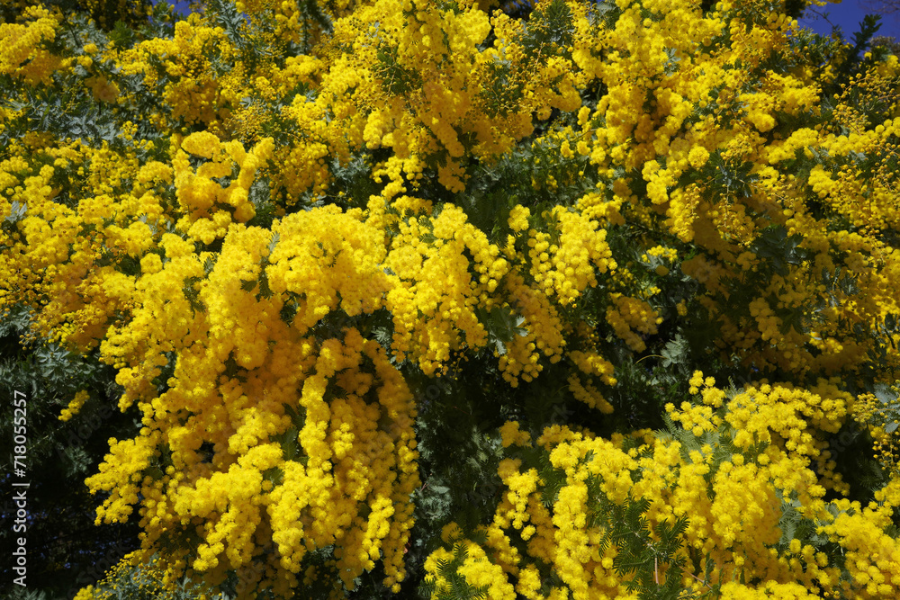 見頃を迎えた ミモザの花 見頃を迎えた ミモザの花