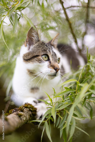 Tabby and white cat in a tree.