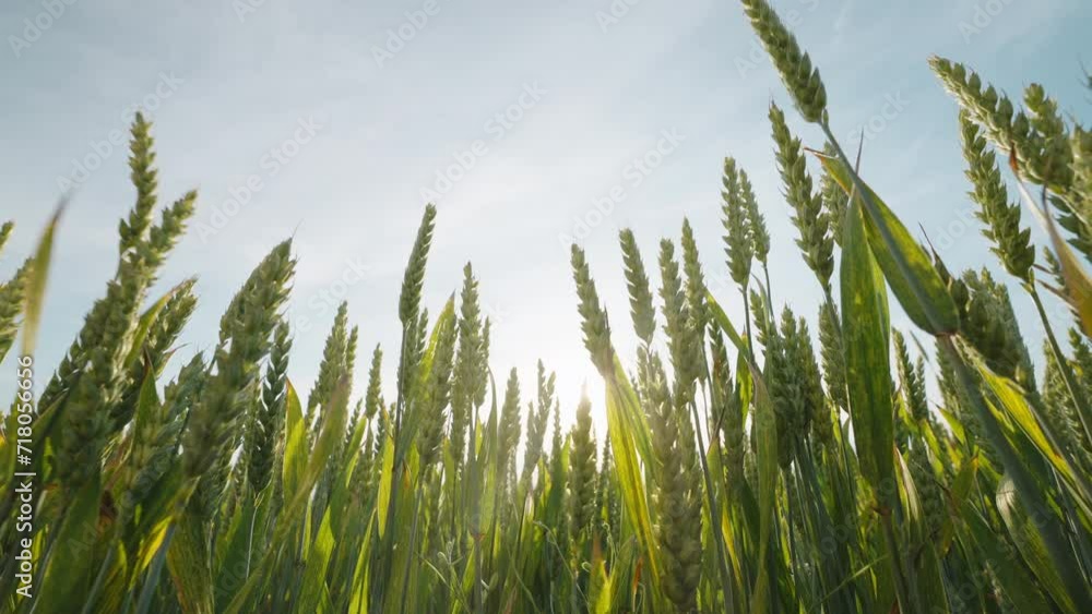 Hand of woman gently touches young green corn sprouts summer sunset slow motion slide back against blue sky. Sun's rays are wheat plant. Agronomy Relax. Agro farm. Eco Agriculture Hand of woman gently touches young green corn sprouts summer sunset slow motion slide back against blue sky. Sun's rays are wheat plant. Agronomy Relax. Agro farm. Eco Agriculture