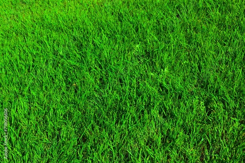 Wallpaper Mural Green grass field background. frame of green grass. natural grass. green grass texture background 
 Torontodigital.ca